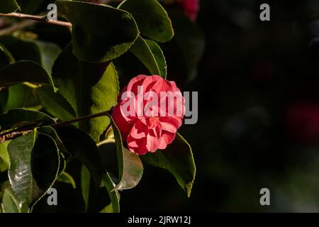 Camellia reticulata Mouchang blüht in einem Garten in Cornwall in Großbritannien. Stockfoto