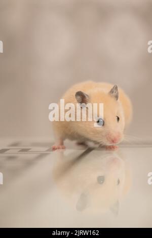 Ein Hamster sitzt auf einem Tisch, der ihn reflektiert, ein pfirsichfarbener Hamster. Stockfoto