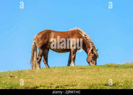 Braunes Pferd auf einer Alm vor einem klaren blauen Himmel, Seitenansicht und grüner Wiese. Alpen, Österreich, Südeuropa. Stockfoto