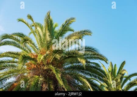 Nahaufnahme einer Dattelpalme mit orangefarbenen Früchten und grünen Blättern vor einem klaren blauen Himmel und Kopierfläche. La Spezia, Ligurien, Italien, Südeuropa. Stockfoto