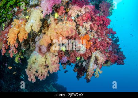 Das wunderschöne Korallenriff auf Fidschi zeigt das Wunder des Lebens unter dem Wasser mit lebendigen Korallen, klarem Wasser und einem gesunden Ökosystem Stockfoto