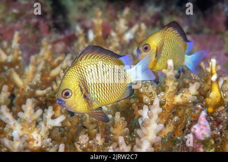 Ein verdammter Pfeil in und aus einem harten Korallenriff zum Schutz auf einem Riff in Fidschi. Stockfoto