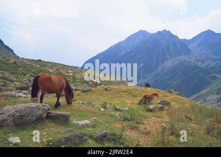 Landschaft und Pferde. Pass La Bonaigua, Provinz Lerida, Katalonien, Spanien. Stockfoto