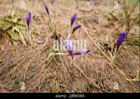 Frühlingskrokusse, Krokusblüte auf einem Hintergrund von trockenem Gras, ungeöffneter Krokuszweig. Stockfoto