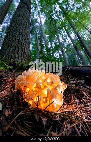 Blumenkohlpilz (Gattung Sparassis) im Wald beleuchtet - in der Nähe von Pisgah National Forest, Brevard, North Carolina, USA Stockfoto