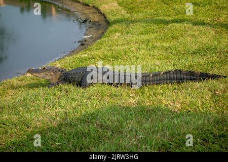 Amerikanischer Alligator auf der Durchreise auf einem Golfplatz in Orlando Florida USA Stockfoto