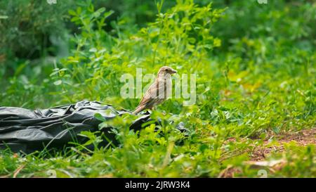 Spatzen im wilden Leben Stockfoto