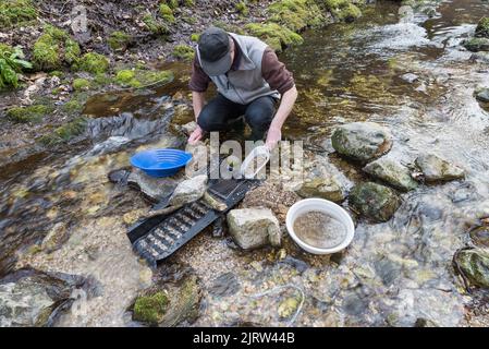 Outdoor-Abenteuer auf dem Fluss. Beim Goldwaschen gießt der Mensch Sand und Kies in eine Schleusenkiste auf der Suche nach Gold in einem kleinen Bergbach Stockfoto