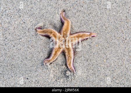 Seesterne am Sandy Beach, Luskentire Beach, Harris, Isle of Harris, Hebrides, Äußere Hebriden, Westliche Inseln, Schottland, Vereinigtes Königreich, Großbritannien Stockfoto