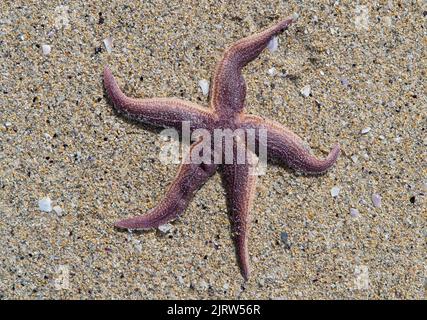 Seesterne am Sandy Beach, Luskentire Beach, Harris, Isle of Harris, Hebrides, Äußere Hebriden, Westliche Inseln, Schottland, Vereinigtes Königreich, Großbritannien Stockfoto