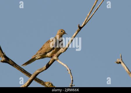 Mourning Dove, Zenaida macroura Stockfoto