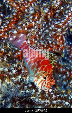 Korallenhawkfisch (Cirrhitichthys falco), versteckt in einer Weichkoralle (Alcyonacea), Ari-Atoll, Malediven, Indischer Ozean, Asien Stockfoto