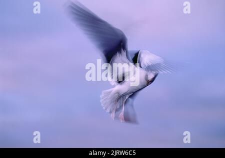 Eine Möwe, die durch die Luft gleitet, während sie mit einem Slow-Shutter fotografiert wird, um wunderschöne geflügelte Bewegungen einzufangen. Stockfoto