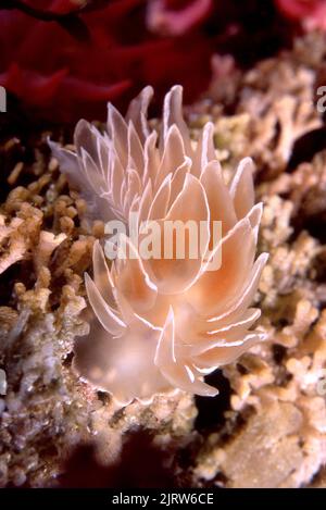 Ein schöner Alabaster-Nudibranch kriecht auf einem Fleck von Bryozoalgen auf der Suche nach seiner nächsten Mahlzeit. Stockfoto