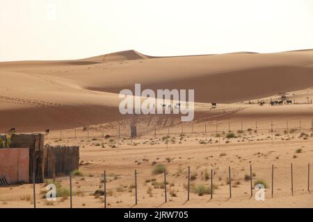 Ziegen umzäunen die Dünen von wahiba im Oman Stockfoto