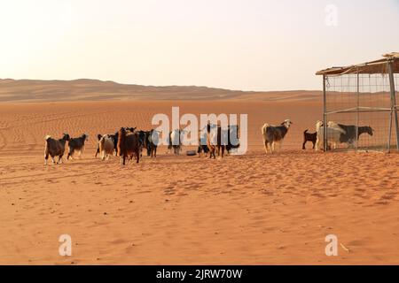 Ziegen umzäunen die Dünen von wahiba im Oman Stockfoto