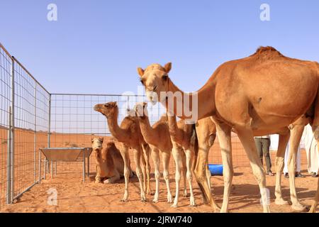 Ein Kamel mit ihren drei Kälbern in der Wüste im Oman Stockfoto