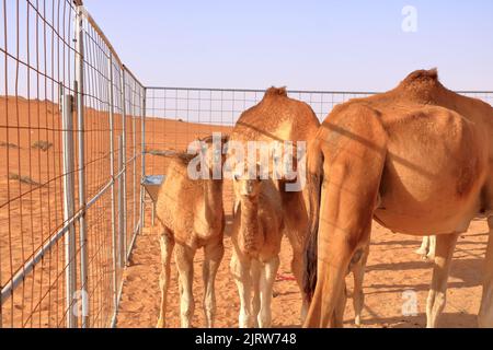 Ein Kamel mit ihren drei Kälbern in der Wüste im Oman Stockfoto