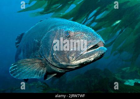 Ein seltener riesiger schwarzer Seabass mit Parasiten am Kopf schwimmt durch den dicken Kelch vor Catalina Island auf den Kanalinseln Kaliforniens. Stockfoto