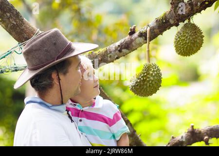 Durian wächst auf Baum. Vater und Sohn pflücken exotische tropische Früchte von Thailand und Malaysia. König der Früchte. Mann und Kind beobachten reife Durians Stockfoto