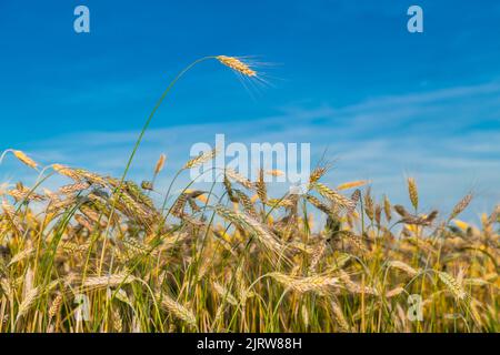 Nahaufnahme des reifenden Roggenfeldes mit einer hervorstehenden Maisohr auf blauem Himmel Hintergrund. Secale cereale. Gelber Kornspieß auf grünem Stamm im ländlichen Maisfeld. Stockfoto