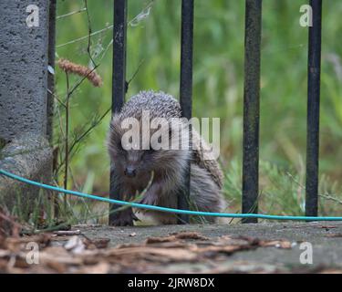 Europäischer Igel, der sich durch das Torgeländer quetscht. Stockfoto