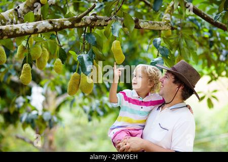 Jackfrucht wächst auf dem Baum. Vater und Sohn pflücken exotische tropische Früchte von Thailand und Malaysia. Mann und Kind beobachten reife Jack Früchte Stockfoto