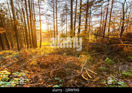 Umgestürzte Bäume und Holz im Herbstwald bei schönem Sonnenuntergang. Holzressource für den Transport zur Holzmühle vorbereitet. Frische und lebendige Farben Stockfoto