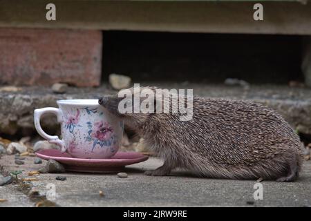 Europäische Igel essen Vogelfutter aus einer Tasse und Untertasse. Stockfoto