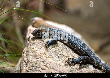 Cunninghams Stachelschwanzskink (Egernia cunninghami) Stockfoto