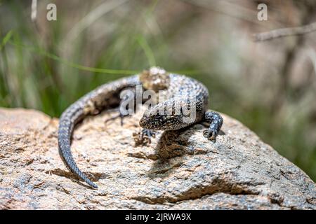 Cunninghams Stachelschwanzskink (Egernia cunninghami) Stockfoto