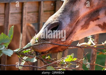 Der Blick auf Kordofan Giraffenmund, der die Blätter mit der Zunge aus der Nähe ergreift Stockfoto