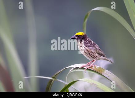 Der Gestreifte Weber (Ploceus manyar) ist eine Art von Webervögeln, die in Südasien und Südostasien gefunden wird. Stockfoto