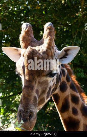 Die Kordofan Giraffe frisst Blätter vom Baum im Park, senkrecht Stockfoto