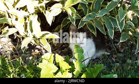 Kleine Katze mit langen Haaren, versteckt unter Blättern im Garten. Stockfoto
