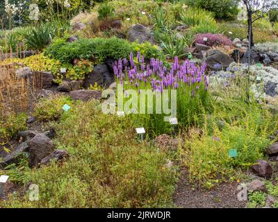 Auffällige violette Spitzen von Liatris spicata, auch bekannt als Kansas Gayfeather oder dichter Blazing Star im Königlichen Botanischen Garten von Kopenhagen, Dänemark Stockfoto