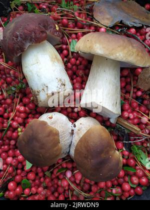 Beeren Pilze Hogweed Cranberry Bär Himbeere Stockfoto