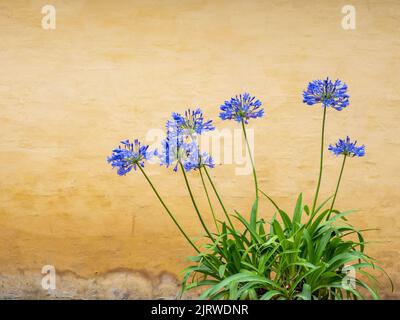 Getopfter Agapanthus die African Blue Lily Agapanthus Africanus kontrastierte in Kopenhagen Dänemark mit einer blassen ockerfarbenen Wand Stockfoto