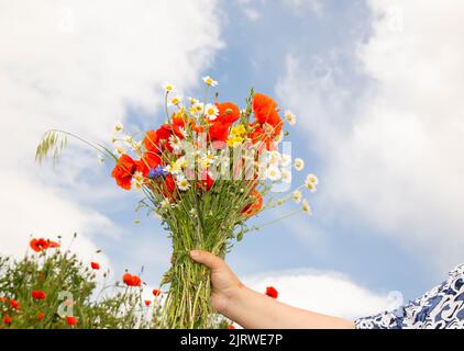 Natürliche Blüten von Mohnblumen, Gänseblümchen in den Händen Stockfoto