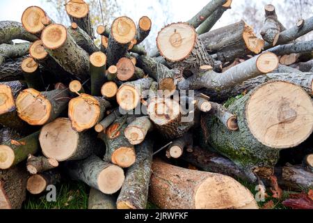Stämme von gefällten Bäumen oder Baumstämmen im Freien im Herbst Stockfoto