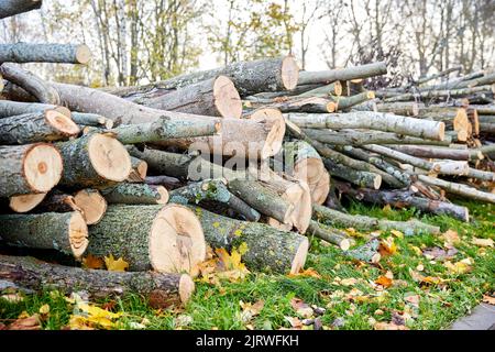 Stämme von gefällten Bäumen oder Baumstämmen im Freien im Herbst Stockfoto