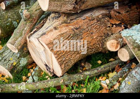Stämme von gefällten Bäumen oder Baumstämmen im Freien im Herbst Stockfoto