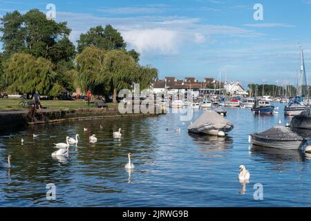 Boote und Schwäne auf dem Fluss Stour in Christchurch, Dorset, England, an einem sonnigen Sommertag Stockfoto