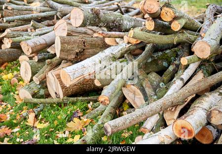 Stämme von gefällten Bäumen oder Baumstämmen im Freien im Herbst Stockfoto