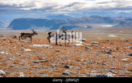 Rentier Rangifer tarandus läuft auf Fisketjernnuten über dem Valdresflye-Hochplateau im Jotunheimen-Nationalpark Norwegen Stockfoto