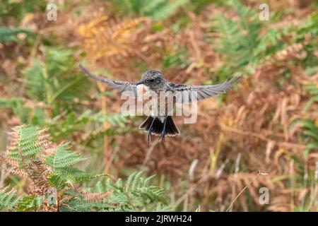 Steinechat (Saxicola rubicola) Weibchen oder unreifer Vogel im Flug über offenes Land, Dorset, England, Großbritannien Stockfoto
