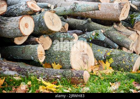 Stämme von gefällten Bäumen oder Baumstämmen im Freien im Herbst Stockfoto