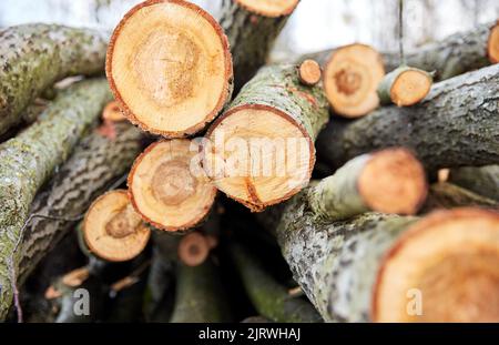 Stämme von gefällten Bäumen oder Baumstämmen im Freien im Herbst Stockfoto