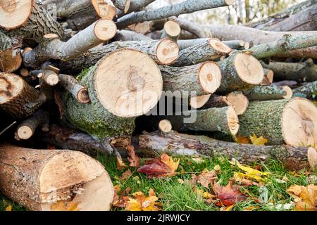 Stämme von gefällten Bäumen oder Baumstämmen im Freien im Herbst Stockfoto