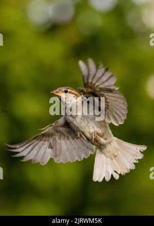 Flying House Sparrow, Passer domesticus, Großbritannien, 2022 Stockfoto